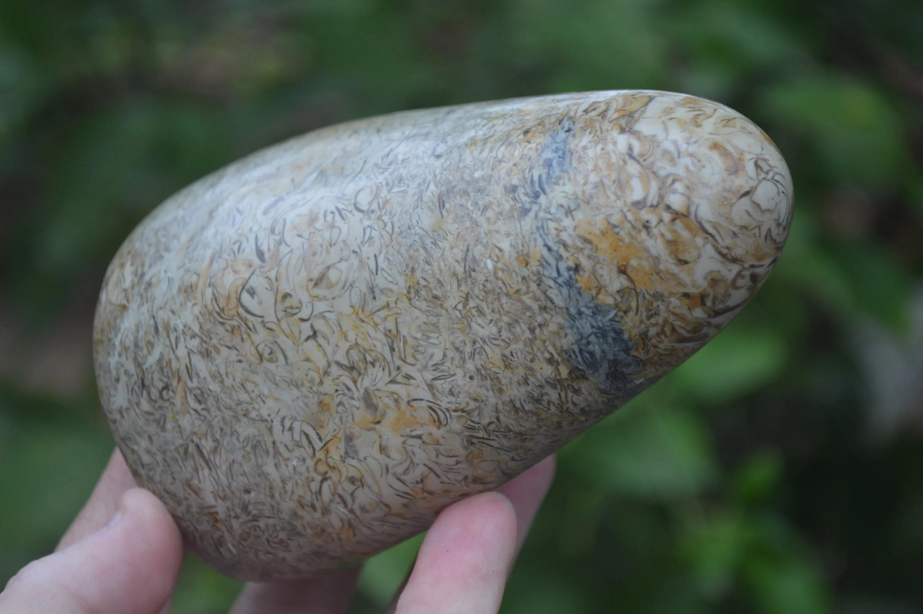 Polished Oceanic Fossil Standing Free Forms x 3 From Madagascar