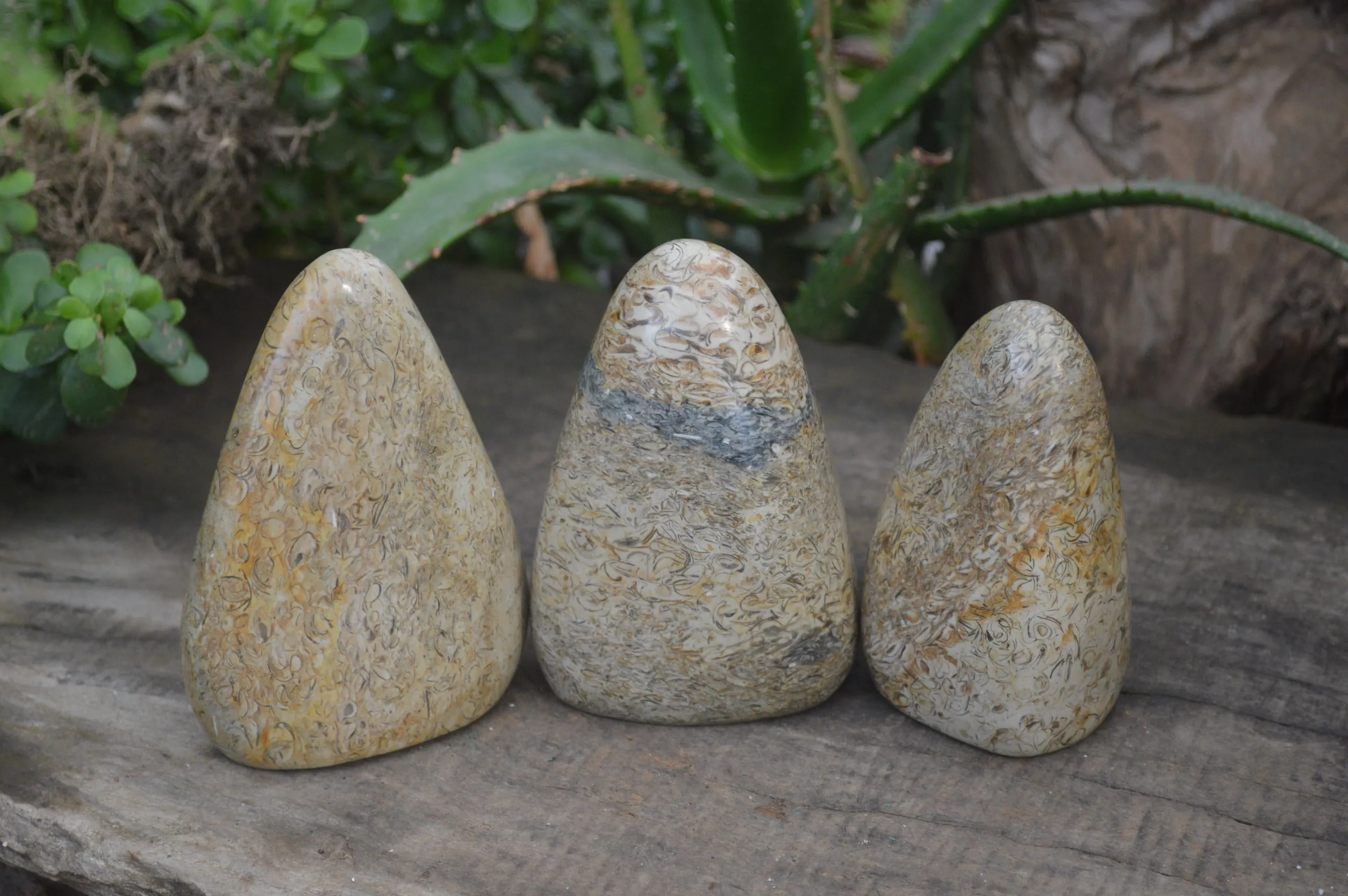 Polished Oceanic Fossil Standing Free Forms x 3 From Madagascar