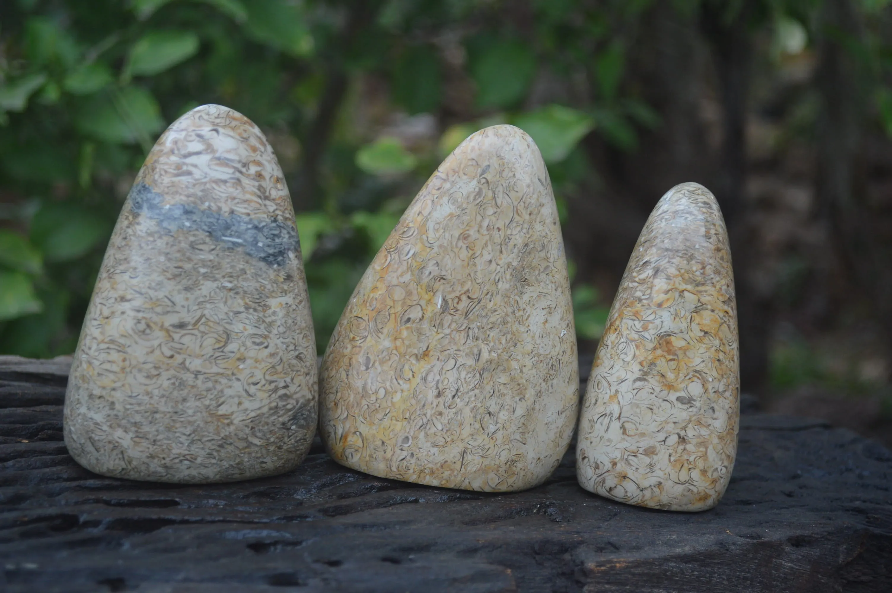 Polished Oceanic Fossil Standing Free Forms x 3 From Madagascar