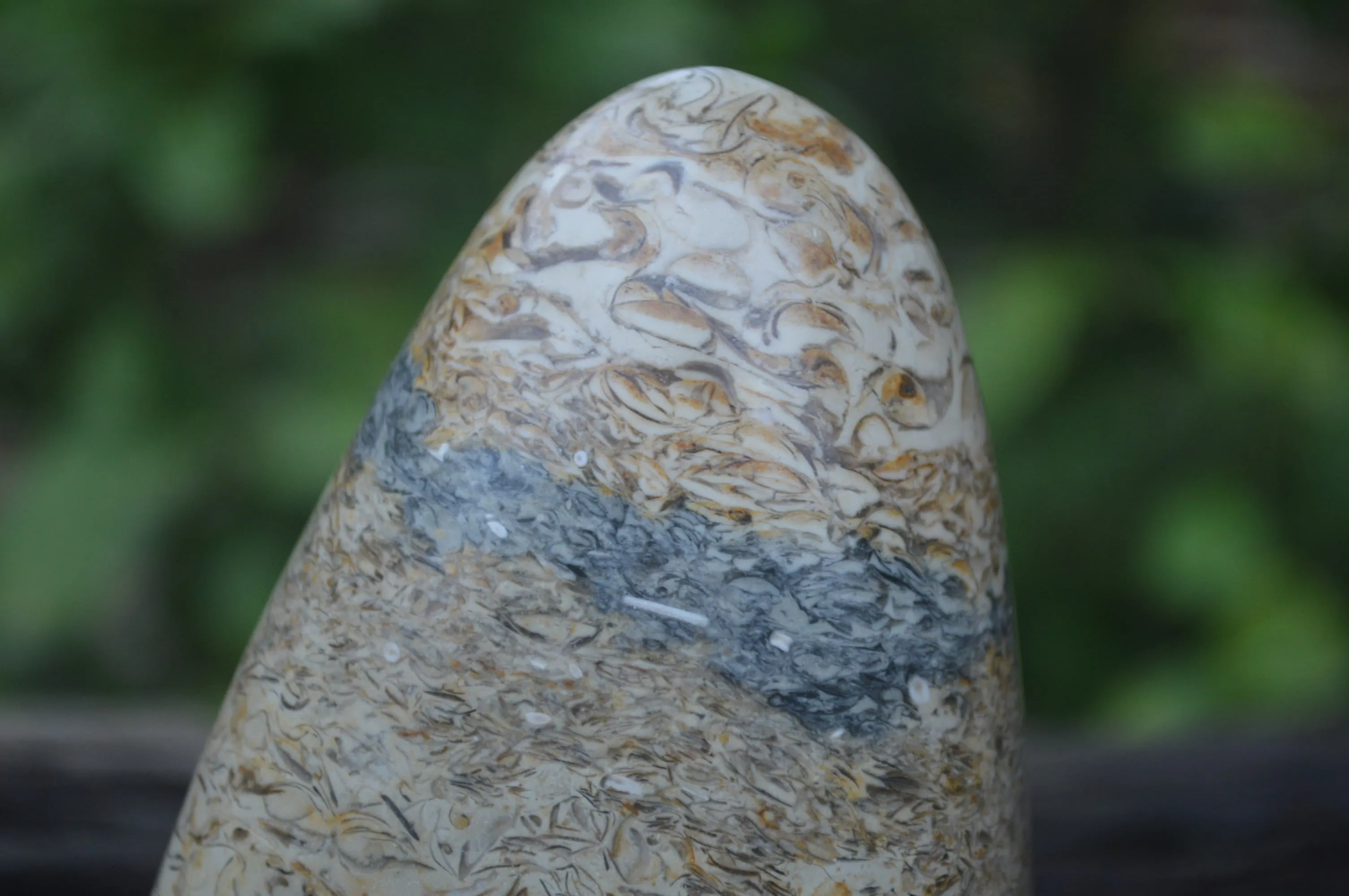 Polished Oceanic Fossil Standing Free Forms x 3 From Madagascar