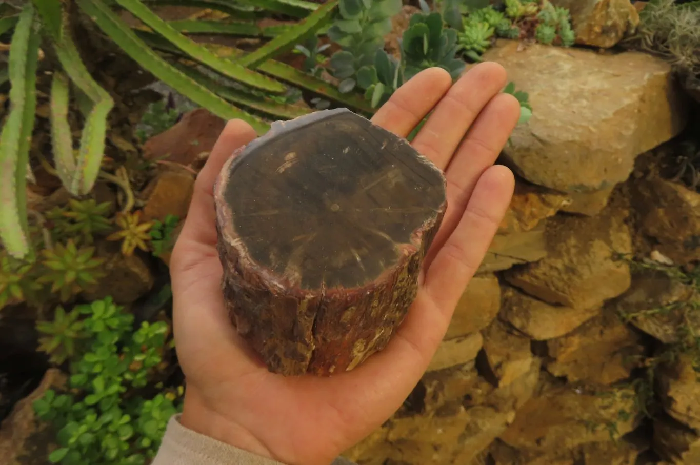 Polished On One Side Petrified Wood x 6 From Zimbabwe