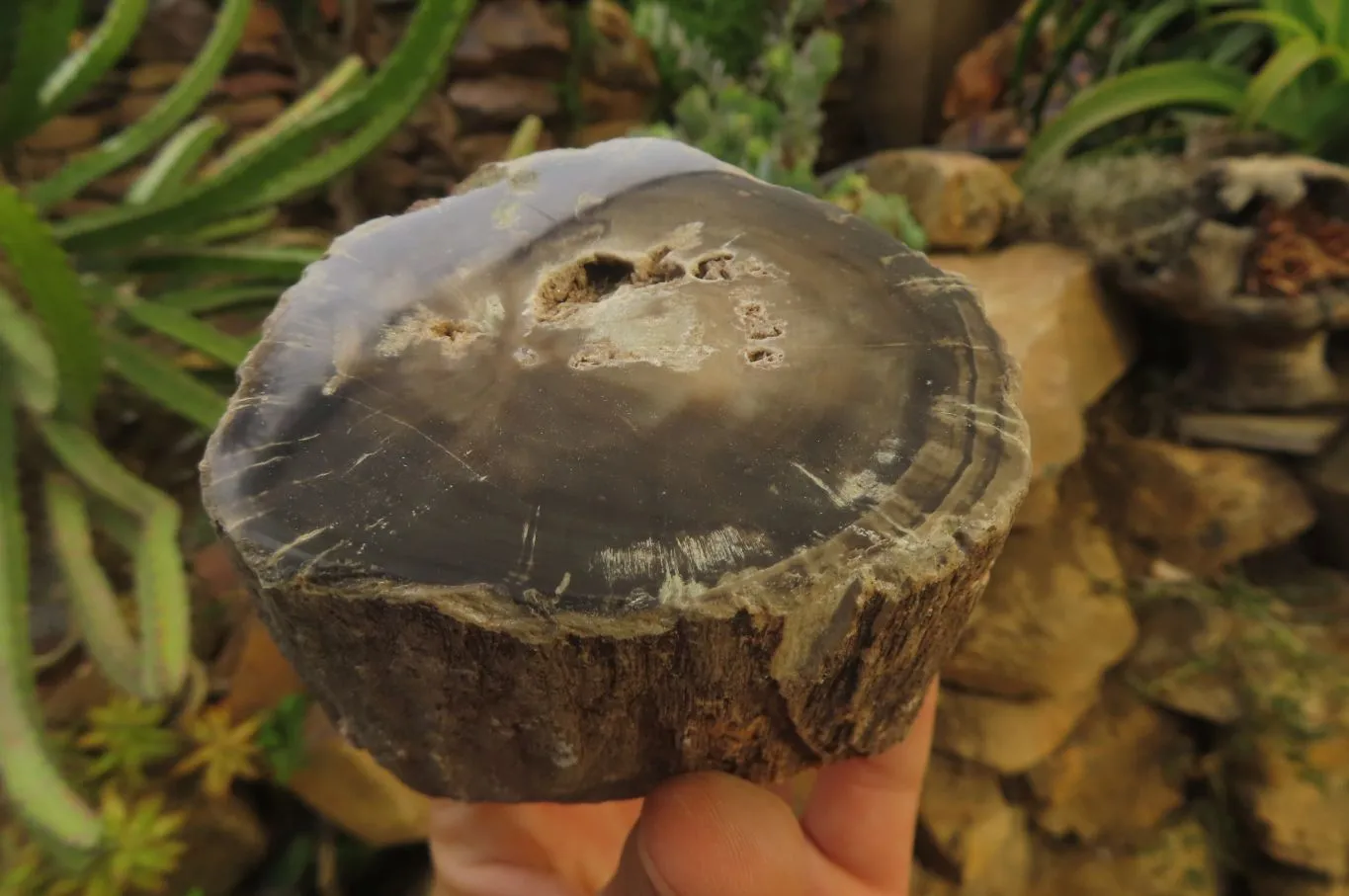 Polished On One Side Petrified Wood x 6 From Zimbabwe