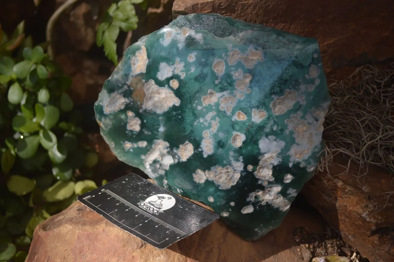 Polished One Side Polished Emerald Mtorolite Plates  x 4 From Zimbabwe