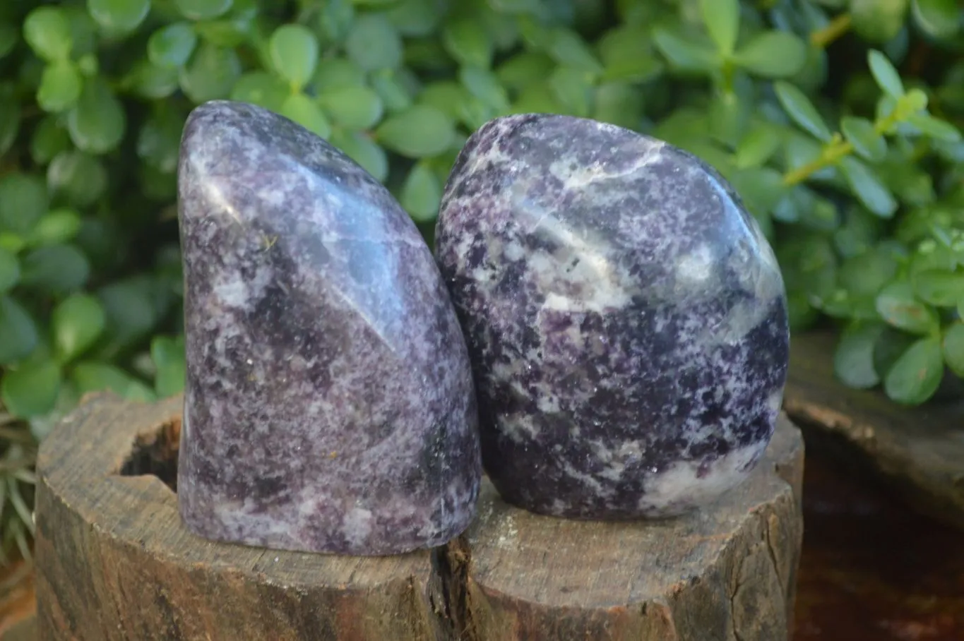 Polished Purple Lepidolite Free Forms  x 3 From Zimbabwe