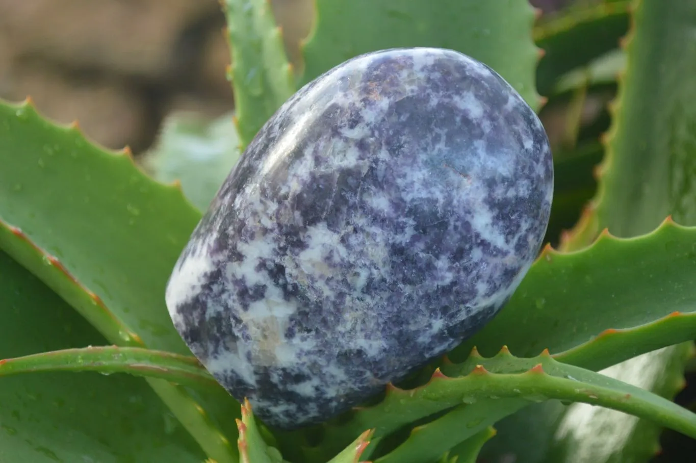 Polished Purple Lepidolite Free Forms  x 3 From Zimbabwe