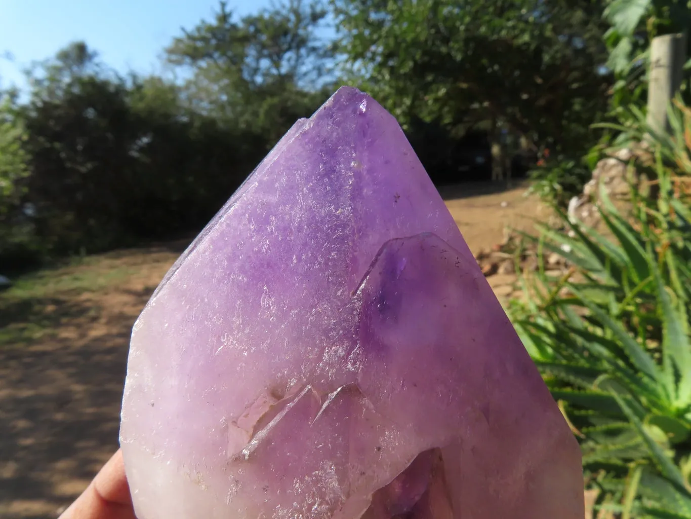 Polished Smokey Amethyst Window Quartz Crystals One In A Sceptre x 2 From Madagascar