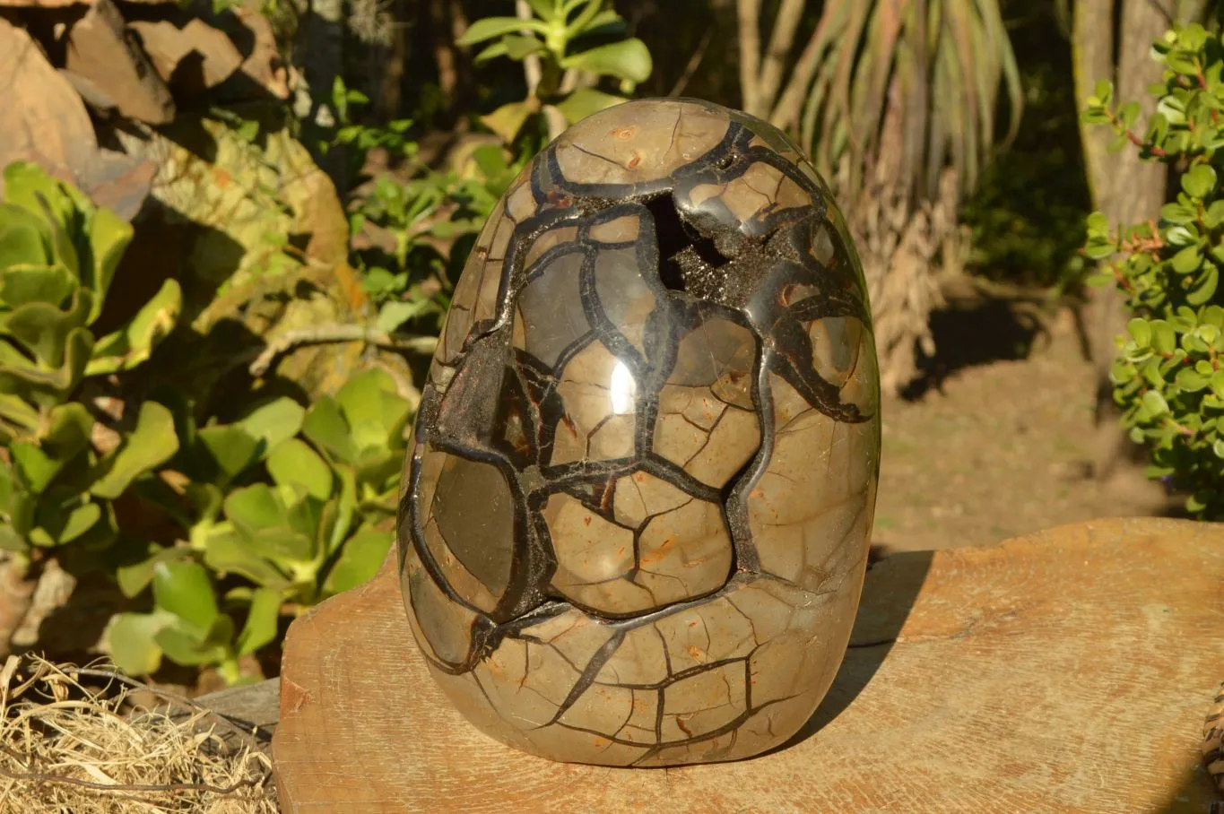 Polished Stunning Septerye Sauvage Dragons Egg With Removable Cap x 1 From Mahajanga, Madagascar