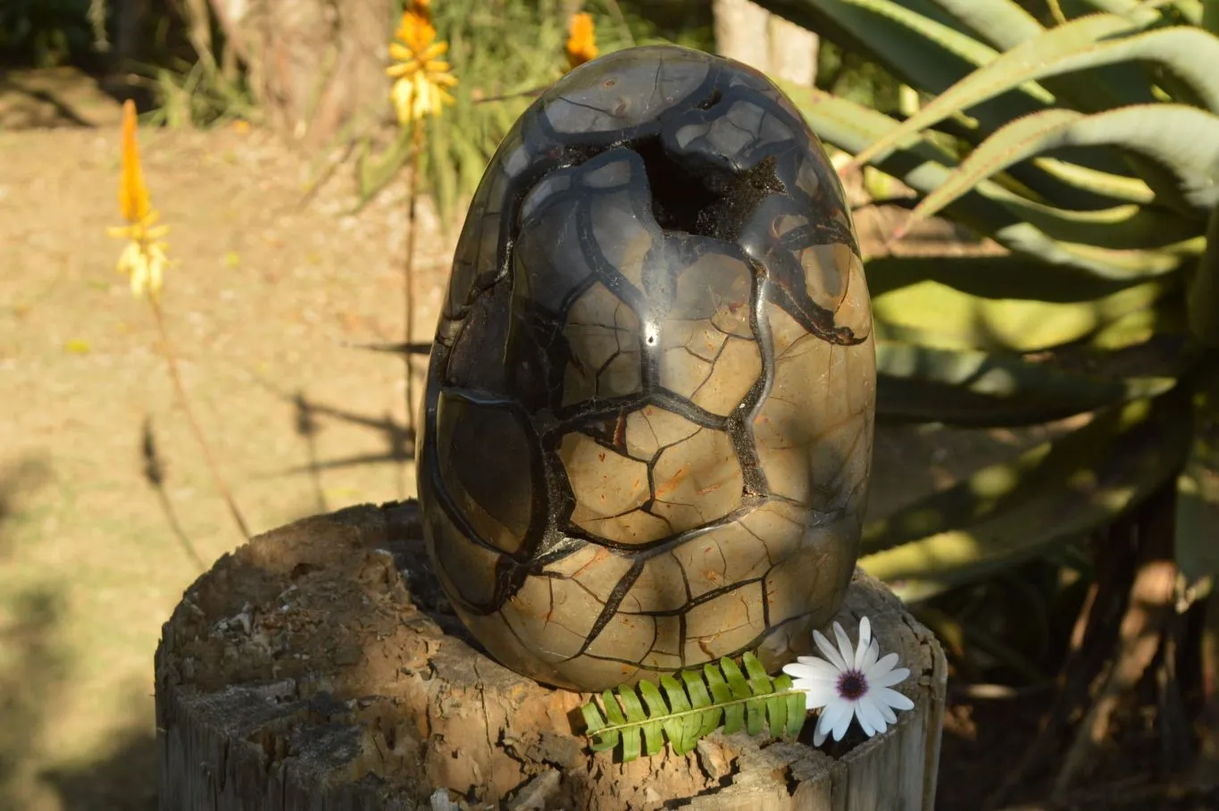 Polished Stunning Septerye Sauvage Dragons Egg With Removable Cap x 1 From Mahajanga, Madagascar