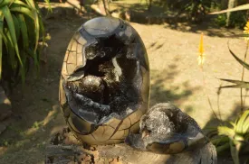 Polished Stunning Septerye Sauvage Dragons Egg With Removable Cap x 1 From Mahajanga, Madagascar