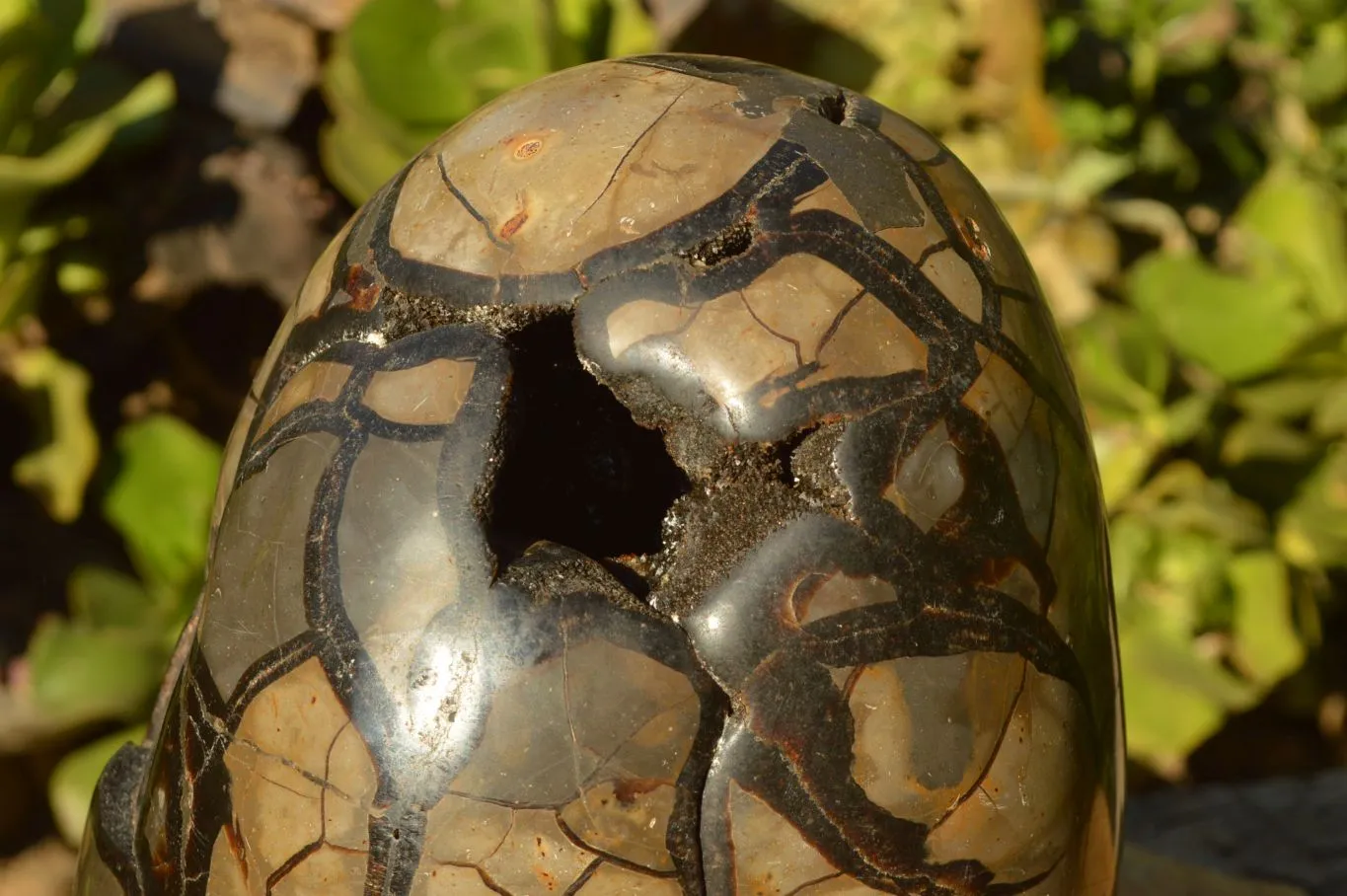 Polished Stunning Septerye Sauvage Dragons Egg With Removable Cap x 1 From Mahajanga, Madagascar