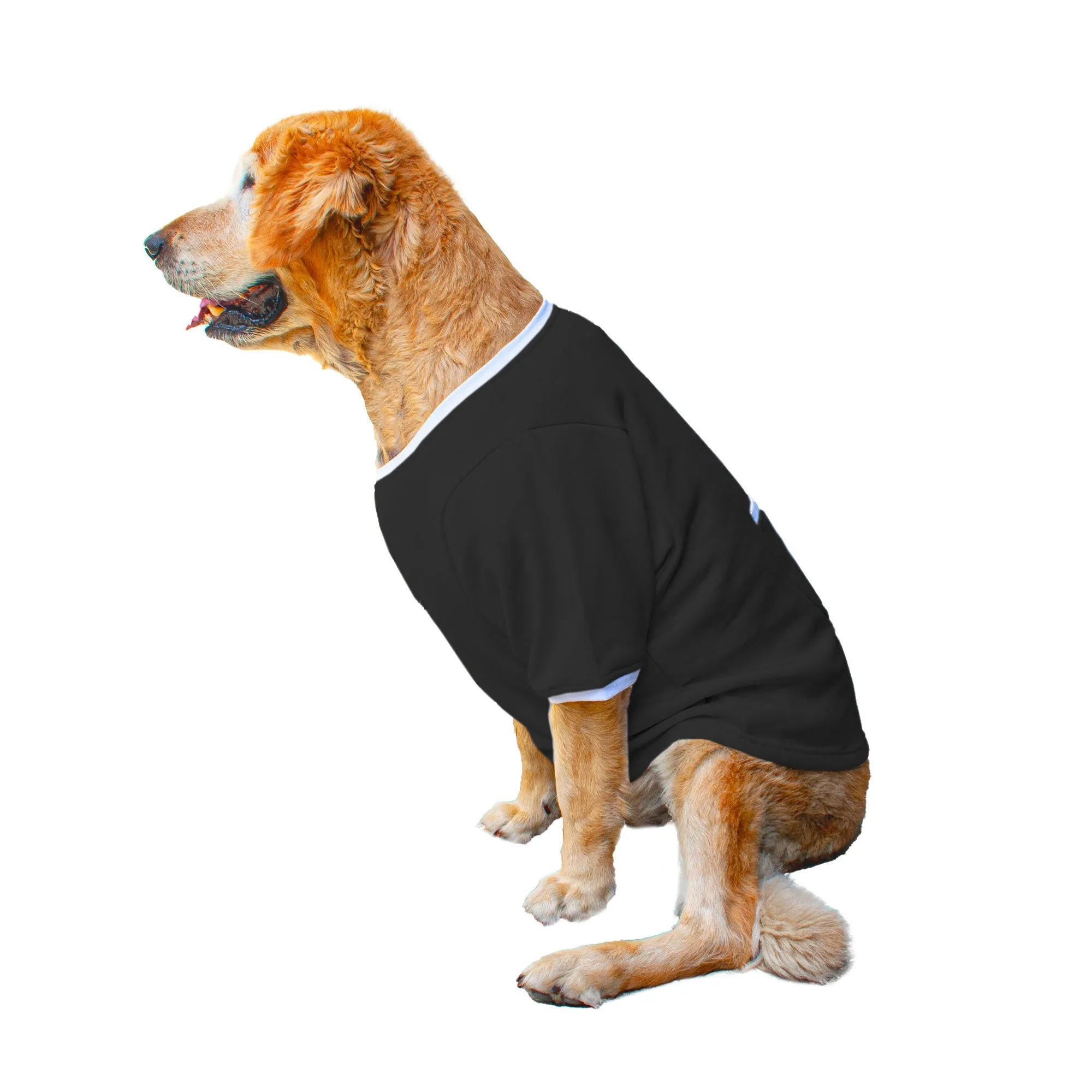 Ruse 'Basics' "Too Sassy For You" Printed Crew Neck Full Sleeve Expedition Sweatshirt For Dogs